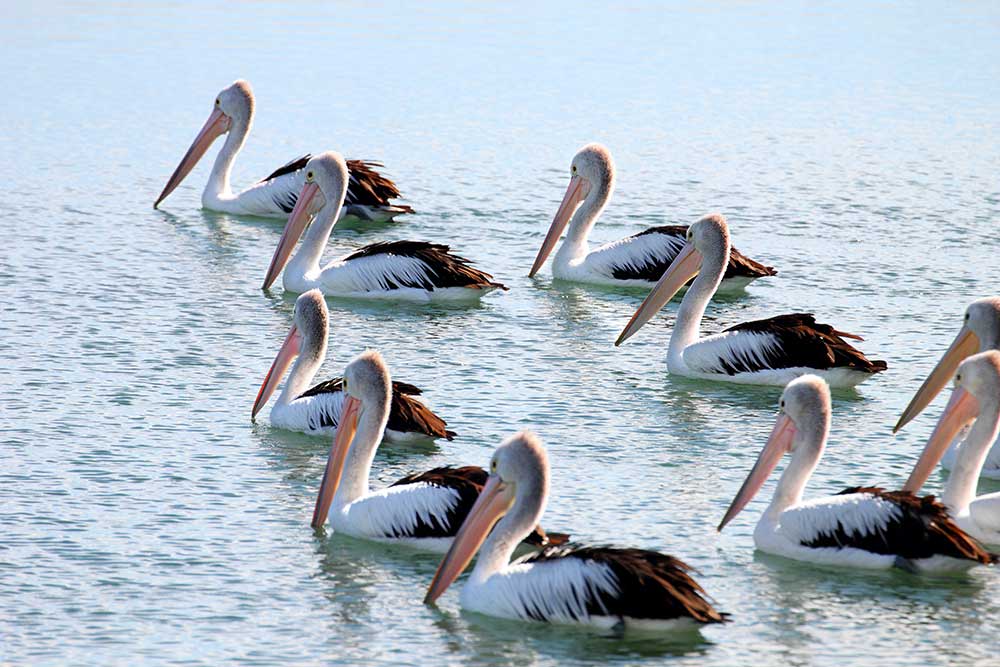 pelicans in South East Queensland