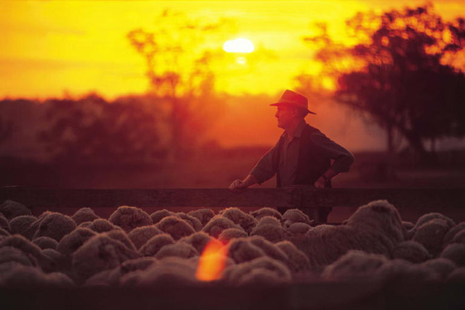 herding sheep -Toowoomba car broker